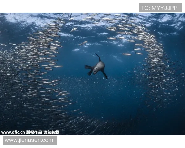 鸟岩西与名古鲸的对决探秘海洋生物的奇妙世界